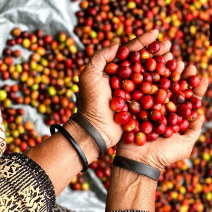 Timor Leste - Aileu - Filter Roast